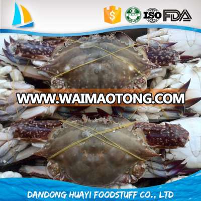 frozen blue swimming crab