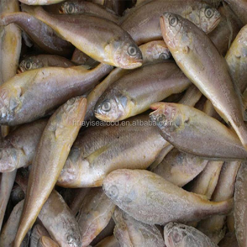 Chinese Seafood Supplier Supply Frozen New Landing Yellow Croaker Low Price